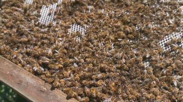 Pszczelarzom z Gminy Nadarzyn padło w ostatnich dniach tysiące pszczół